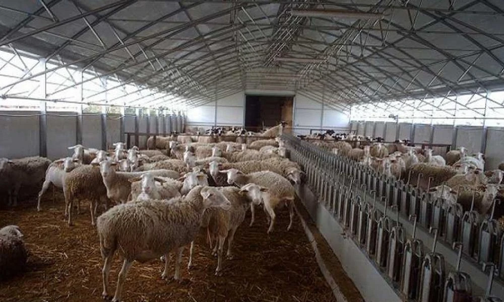 Ψηφιακά η αδειοδότηση δραστηριοτήτων κτηνοτροφικών εγκαταστάσεων